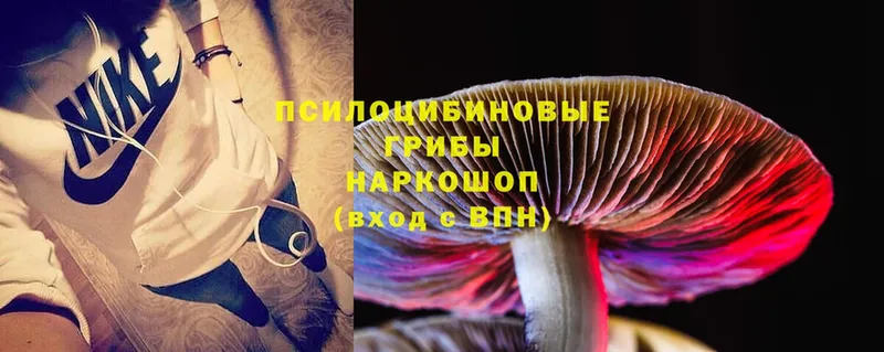 Псилоцибиновые грибы MAGIC MUSHROOMS  сколько стоит  Нефтекумск 